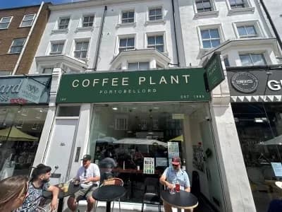 Coffee Plant